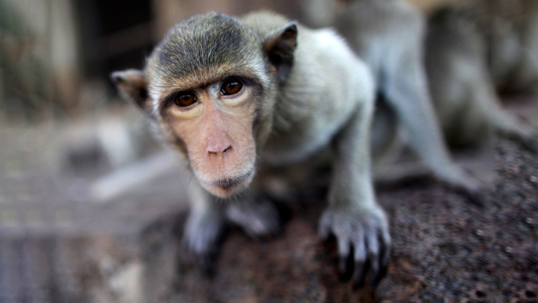 VIDEO: Obligan a un mono a levantar pesas para entretener turistas
