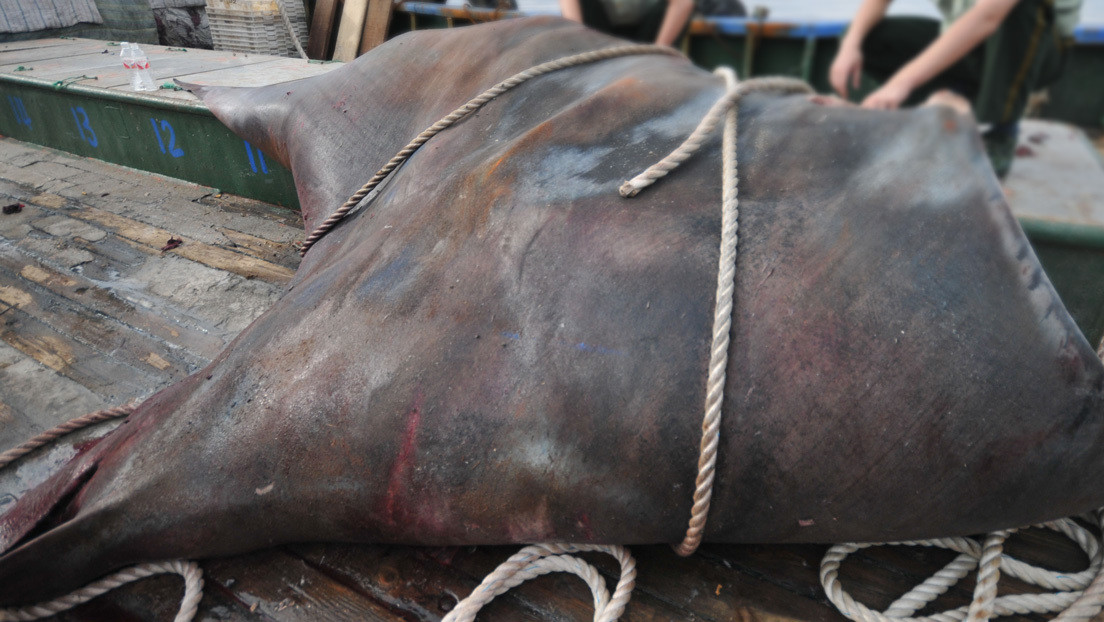 VIDEO: Capturan un 'raro y monstruoso' pez de 900 kilos en la India