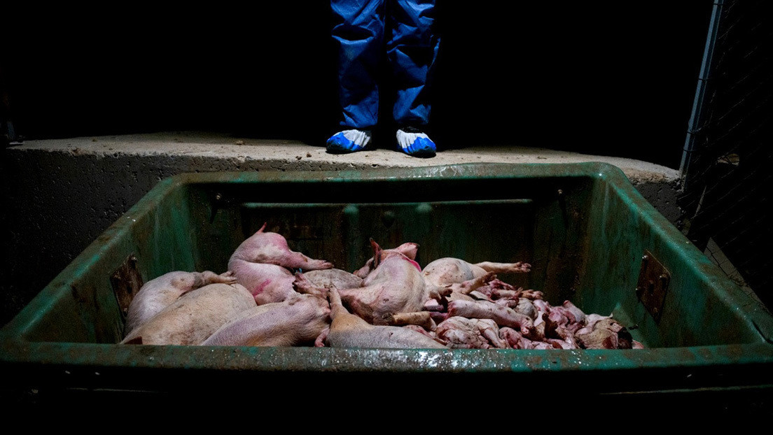 Premian el retrato fotográfico del horror en las granjas porcinas en España