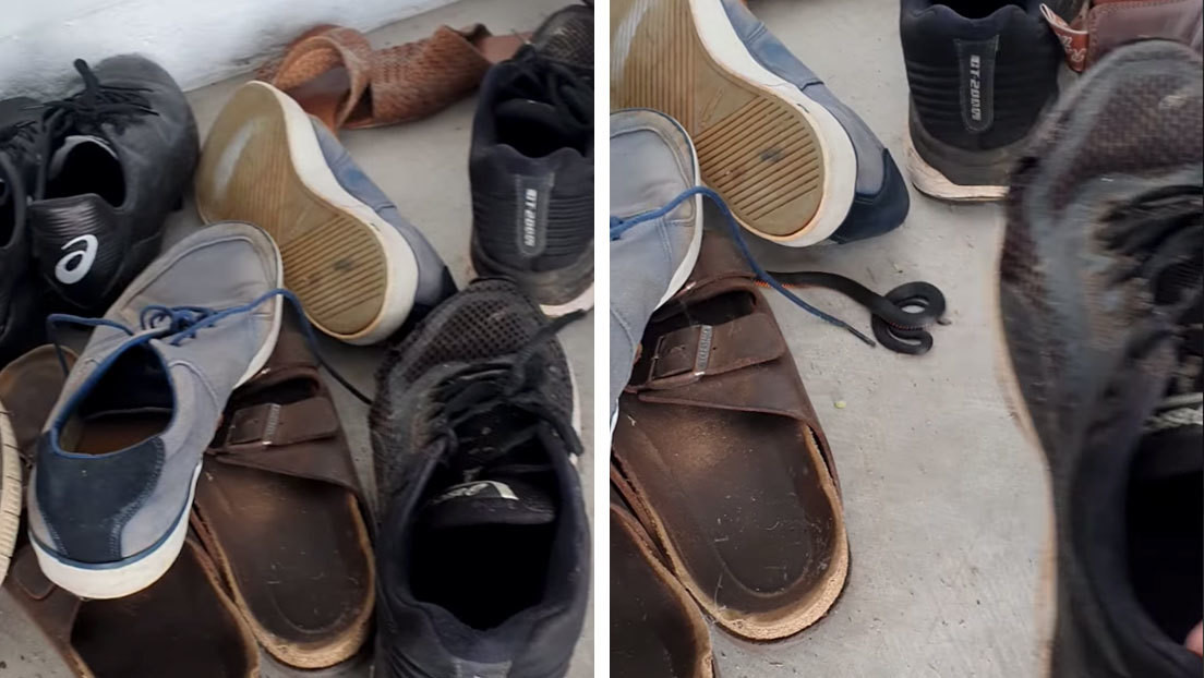 VIDEO: Una serpiente venenosa se camufla entre una pila de zapatos en una casa familiar en Australia