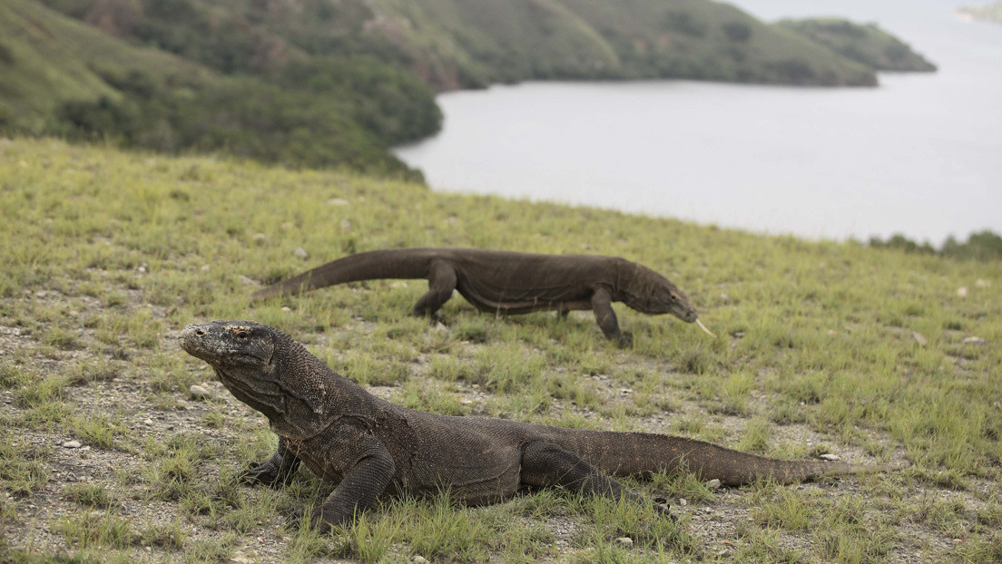 Una hembra de dragón de Komodo se reproduce sin necesidad de un macho en un zoo de EE.UU.