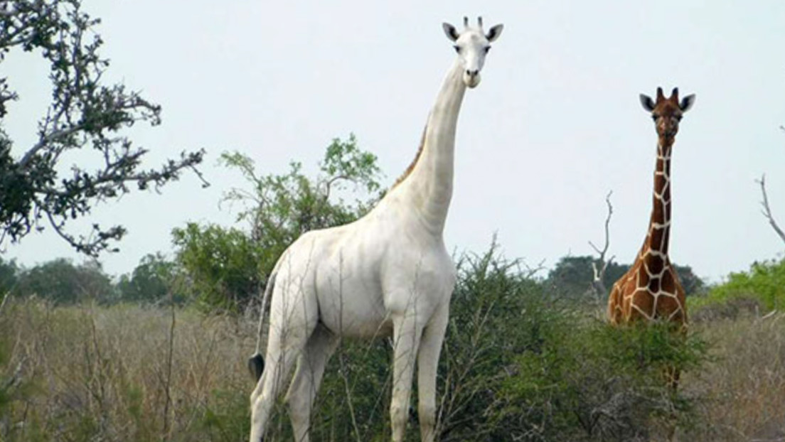 Furtivos matan a una rara jirafa blanca y a su cría y ahora solo queda un último ejemplar de esta especie en el mundo