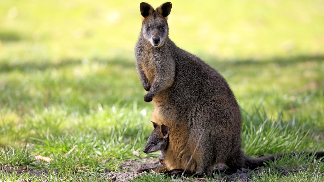 Un simpático animal endémico de Australia pasa toda su vida embarazado
