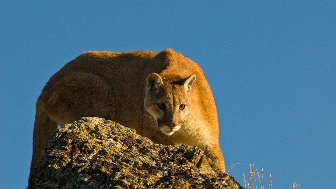 VIDEO: Momento en que un puma ataca a una policía y lo espantan a tiros