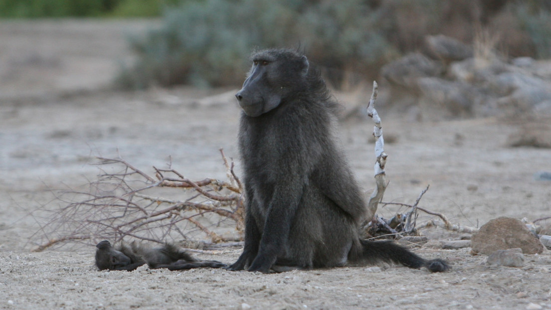 Las babuinos cuidan a sus crías muertas hasta  diez días