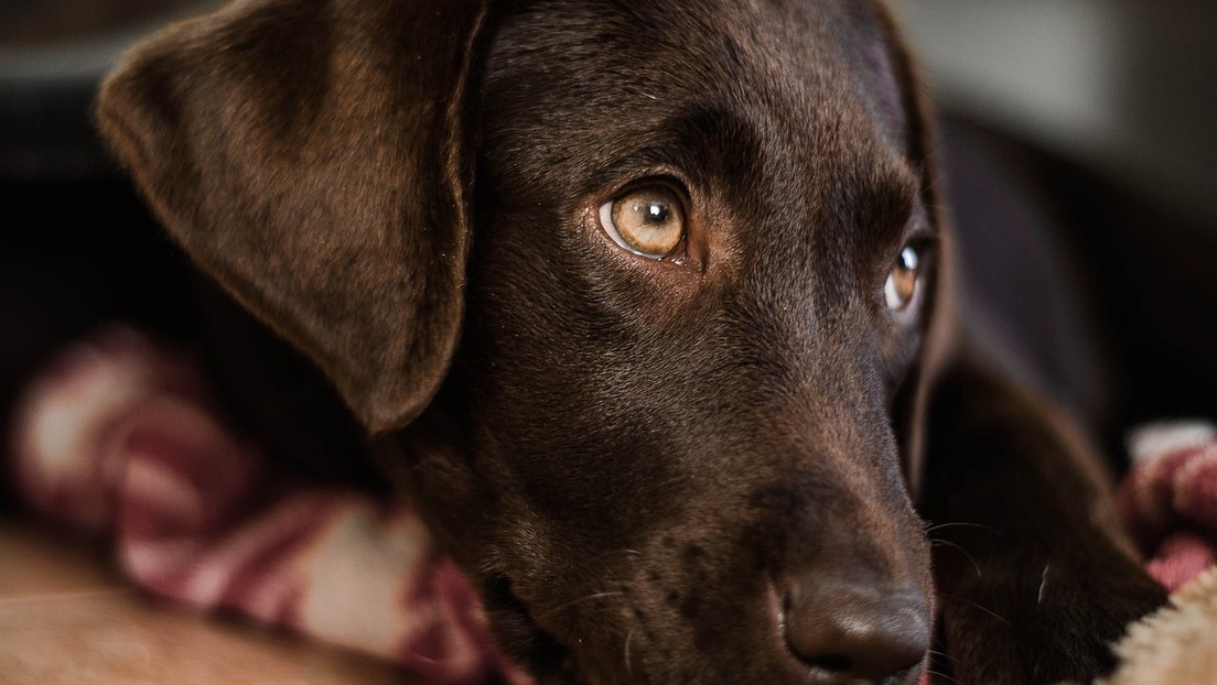 FOTOS: Una perrita encuentra hogar después de esperar más de 7 años en un refugio para animales