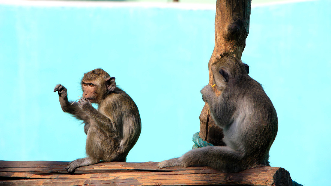 Científicos chinos comprueban que los monos no se vuelven a contagiar de coronavirus