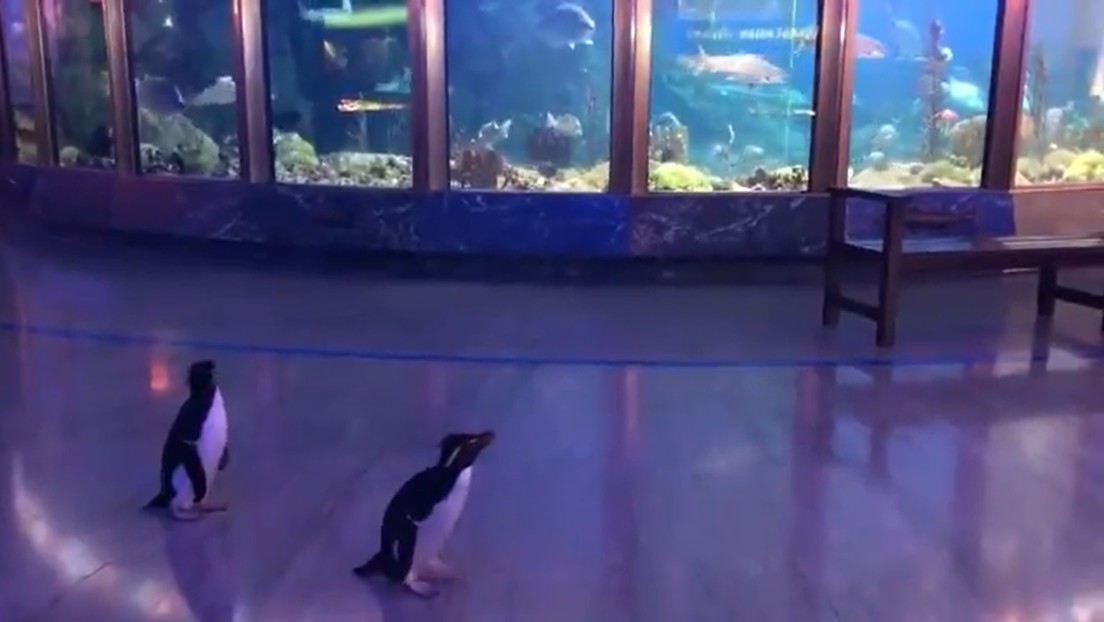 VIDEO: Pingüinos pasean por los pasillos vacíos de un oceanario  ante la falta de visitantes por el coronavirus