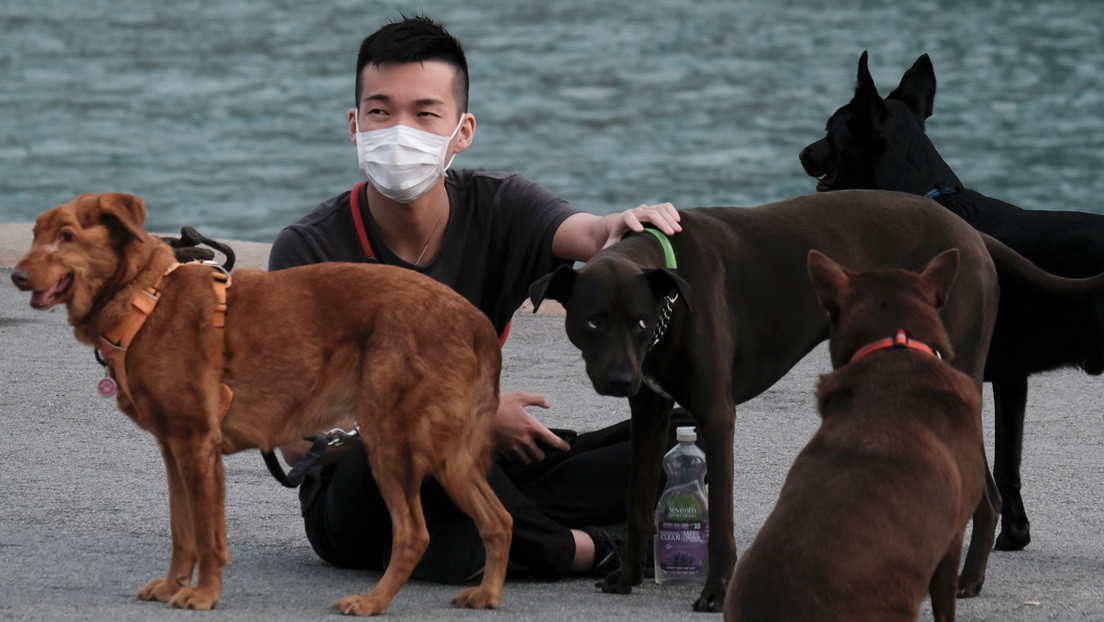 Un perro de Hong Kong es el segundo en infectarse de coronavirus