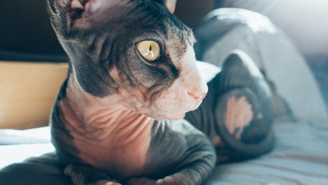 "El gato más aterrador": Su piel arrugada causa pavor, pero su dueña asegura que es un felino "encantador" (FOTOS)