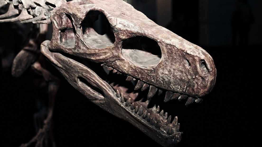 Un estudio sugiere que un largo período de oscuridad en la Tierra contribuyó a la extinción de los dinosaurios
