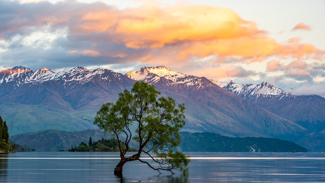 Dañan con una sierra el árbol más conocido de Nueva Zelanda (FOTOS)