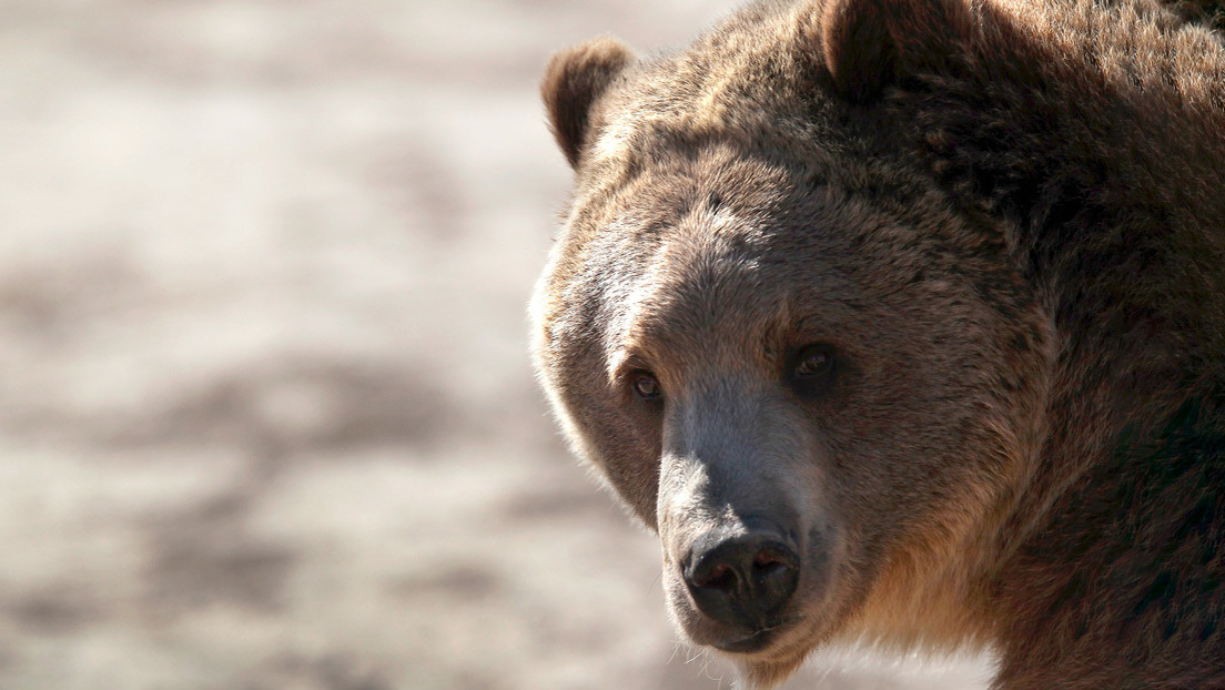 VIDEO: Un oso pardo se pasea por las calles vacías en España en medio del brote de covid-19