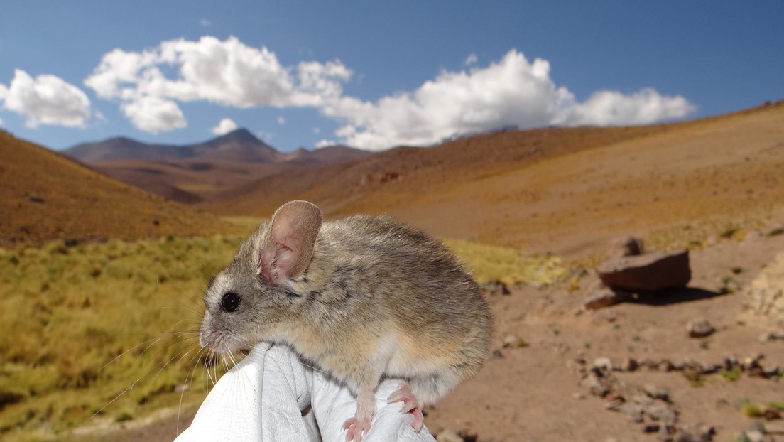 VIDEO: Encuentran al único mamífero capaz de habitar en condiciones de frío y falta de oxígeno a más de 6.700 metros de altura