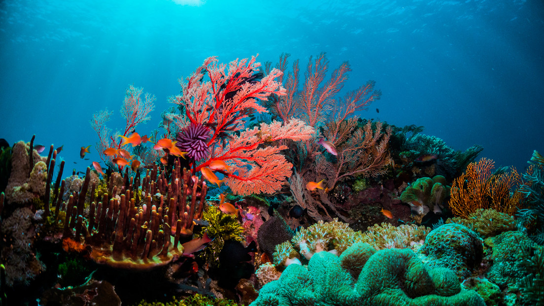 Gran Barrera de Coral / Imagen ilustrativa