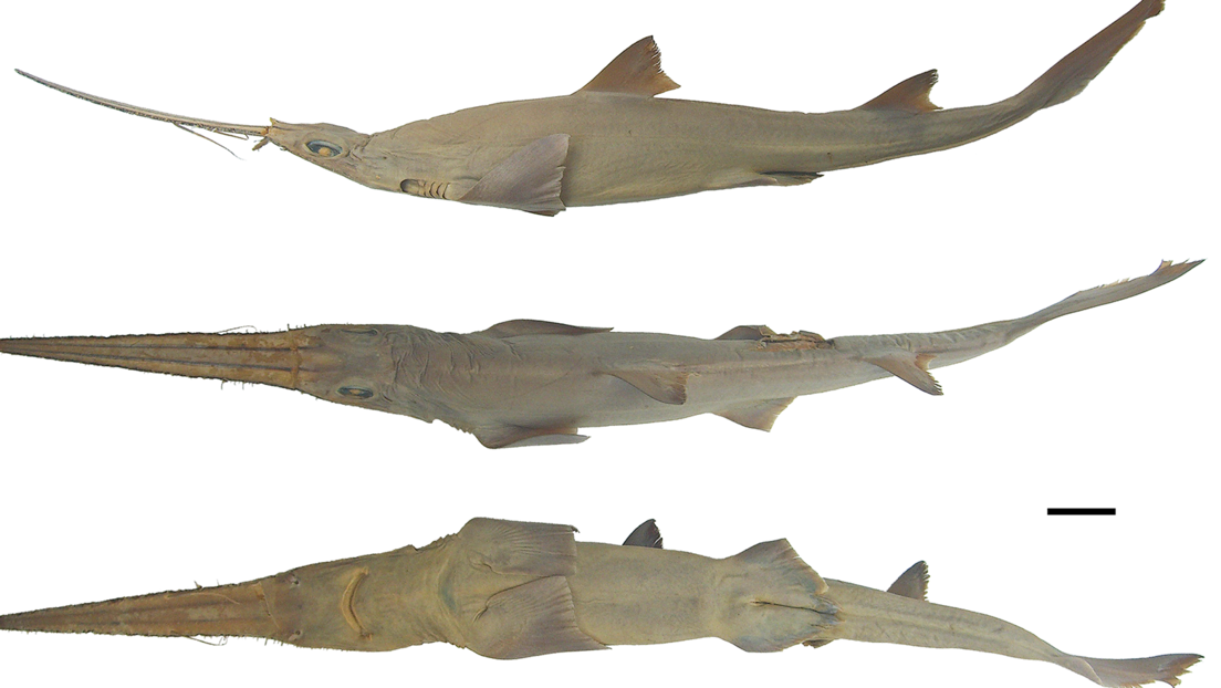 FOTOS: Descubren dos nuevas especies de tiburón frente a las costas de África