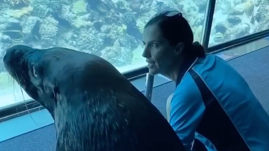 VIDEO: Un león marino sale a pasear por un acuario vacío durante la cuarentena
