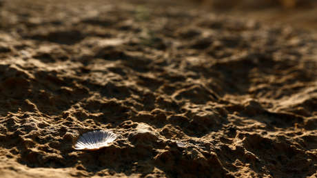Las primeras 'redes sociales' entre organismos ya existirían hace 500 millones de años