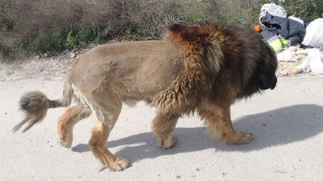 Alertan por la presencia en España de un león que resulta ser lo que no  esperaban (FOTO) - RT