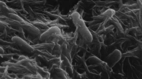 Científicos explican cómo una bacteria logra 'respirar' dentro de una roca