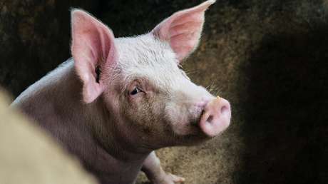 Un cerdo se come un podómetro, desencadena una inesperada reacción química y provoca un enorme incendio