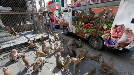 VIDEO: Cientos de monos causan caos en calles de Tailandia peleando por comida luego que el coronavirus frenara el turismo en ese país