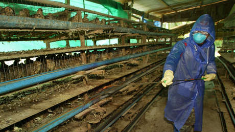 Filipinas detecta un brote de gripe aviar en medio de la pandemia de coronavirus