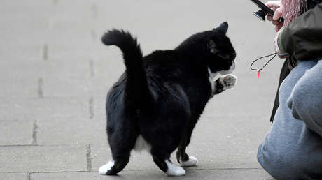 ¿Qué hacer si tu dueño tiene covid-19?: el 'manual' visual para gatos que triunfa en la Red (VIDEO)