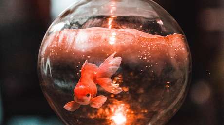 Lleva a casa un diminuto pez dorado pero resulta ser un 'monstruo' carnívoro