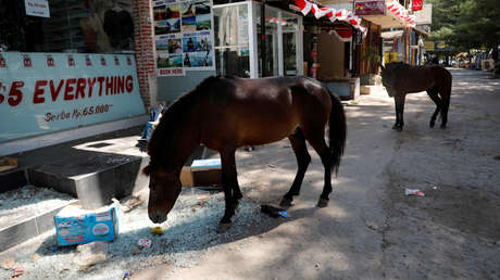 VIDEO: Una manada de caballos corre sin control por una avenida de Bogotá