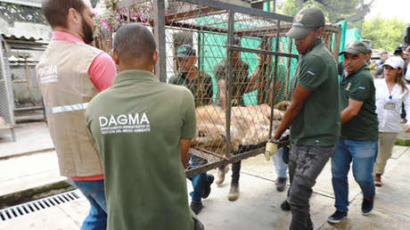 Muere Júpiter, el león más famoso y querido de Colombia