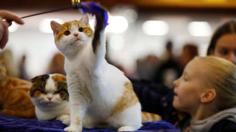 Gatos con bigotes: personas de diversos países comparten fotos de sus mascotas y crean una galería muy divertida (FOTOS)