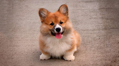 FOTOS: Un perro 'finge' una sangrienta muerte (e incluso engaña a los algoritmos de Facebook)