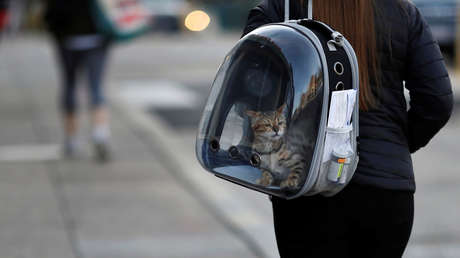 Una belga le contagia el coronavirus a su gato