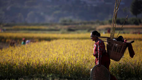 El economista jefe de la FAO alerta de que las medidas de los gobiernos contra el coronavirus podrían provocar escasez de alimentos a nivel global