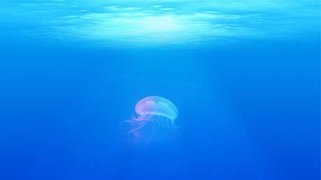 Criaturas marinas nos protegen de los virus presentes en el océano al alimentarse con ellos