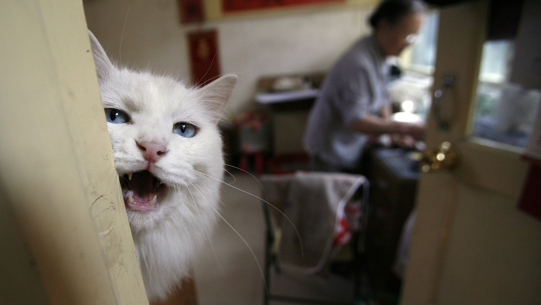 Una ciudad china prohíbe comer perros y gatos