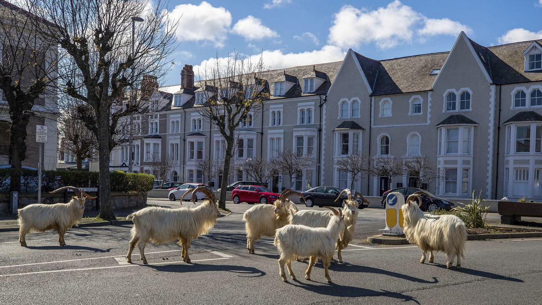 VIDEO: Las cabras toman una ciudad de Gales en plena cuarentena
