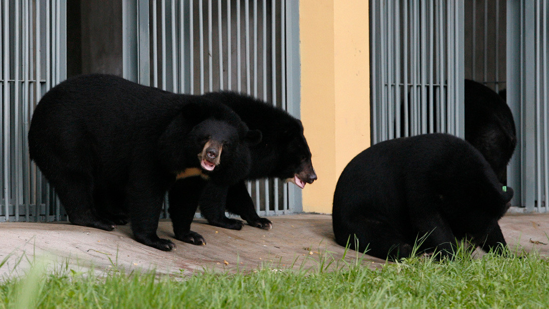 China recomienda bilis de oso para tratar el covid-19 y provoca alarma entre los defensores de animales