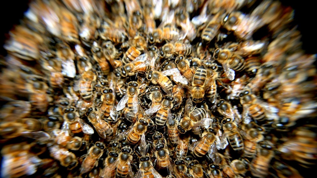 Científicos descubren en Panamá una abeja mitad hembra y mitad macho (FOTOS)