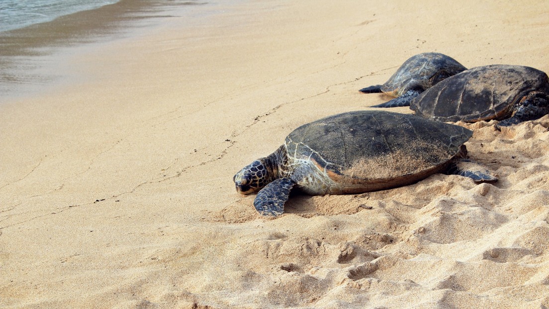 Miles de tortugas 'invaden' playas vacías de la India para anidar (FOTOS)