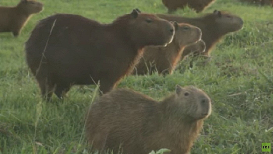 VIDEO: Los capibaras se adueñan de un club de golf en Bolivia en medio de la pandemia