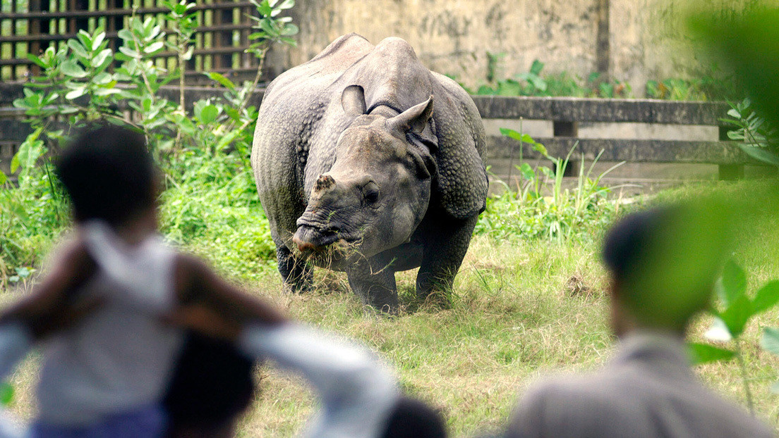 VIDEO: Un rinoceronte persigue a un hombre que infringe el autoaislamiento por el coronavirus en Nepal
