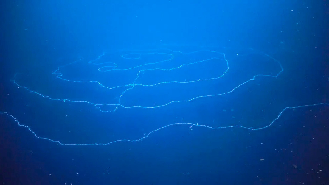 "Parece que este espécimen es el más grande jamás grabado": Captan un gigantesco sifonóforo de 47 metros flotando en el océano