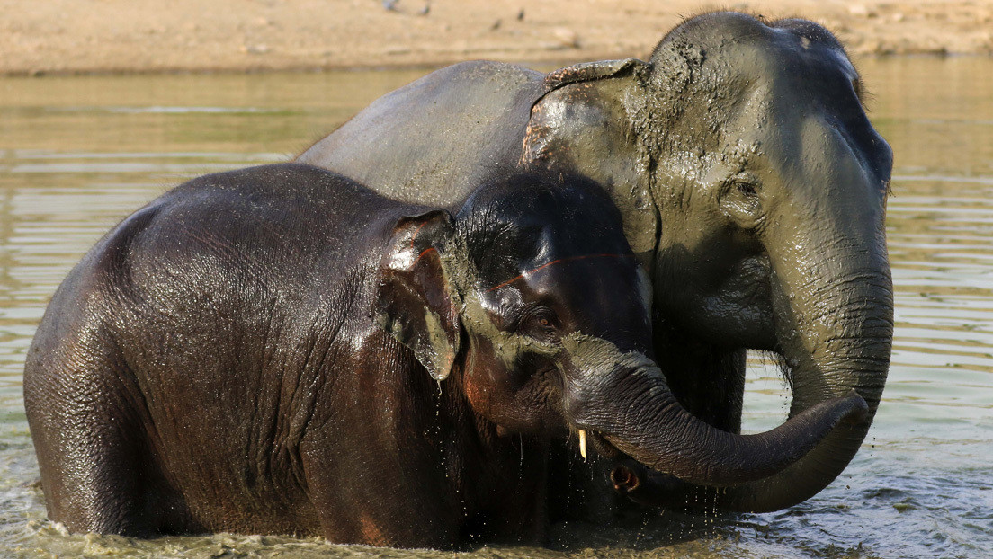 VIDEO: Elefantes rescatan a una cría de un tanque de agua en la India