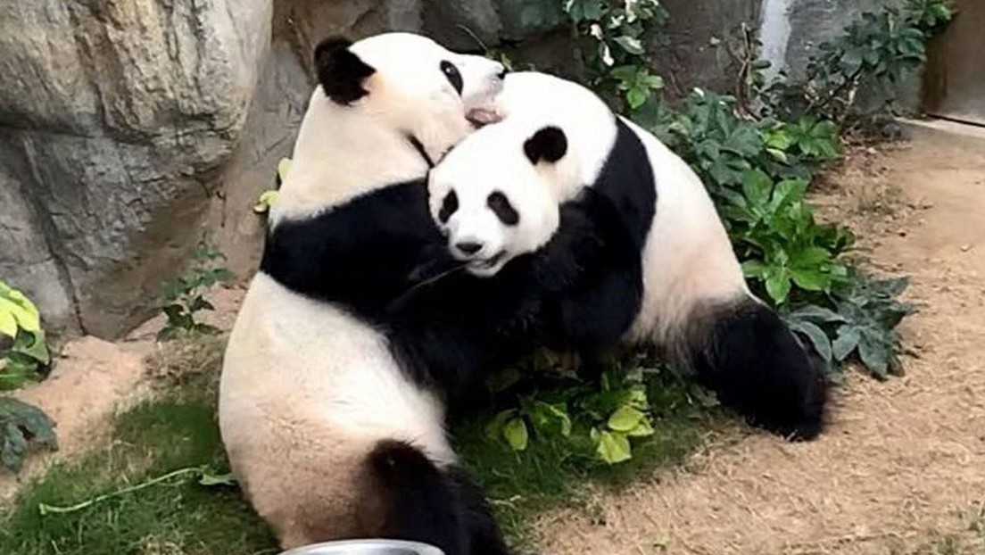Dos pandas que pasaron 10 años juntos en un zoológico se aparean por primera vez durante la pandemia de coronavirus