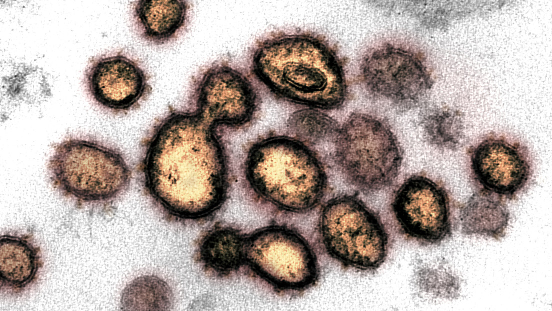 Científicos explican cómo el coronavirus se camufla cual "lobo con piel de cordero" para engañar a nuestro organismo