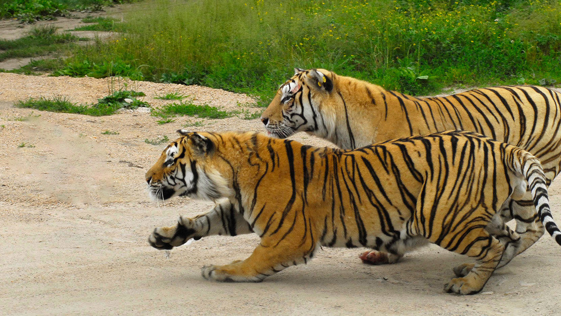 VIDEO: Turistas en un zoológico de China alimentan a tigres con 'cañas de pescar'