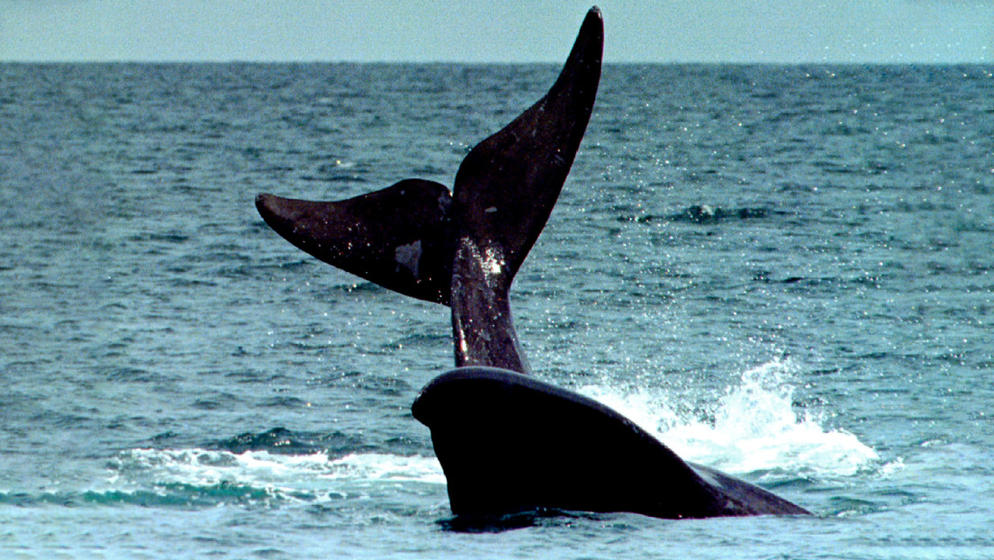 VIDEO: Dos enormes ballenas son filmadas en aguas de Francia tras la suspensión de tráfico marítimo por el covid-19