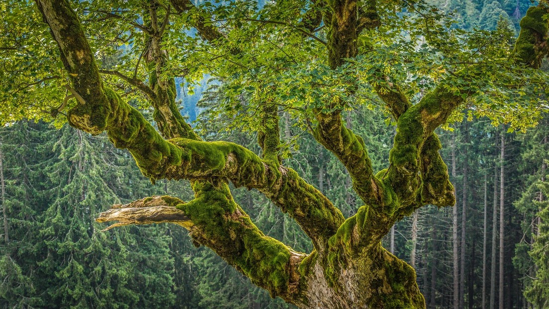 Árboles gigantes ayudan a proteger la biodiversidad y combatir el cambio climático